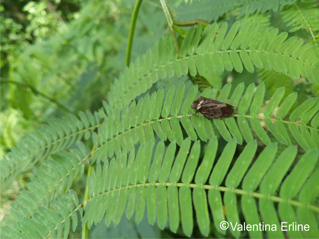 Cercopidae, The Tiny Frogs-Insect – Dep. Hama & Penyakit Tumbuhan UGM
